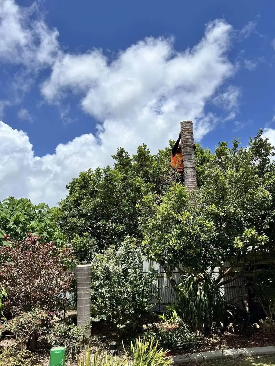 Climber removing a palm tree