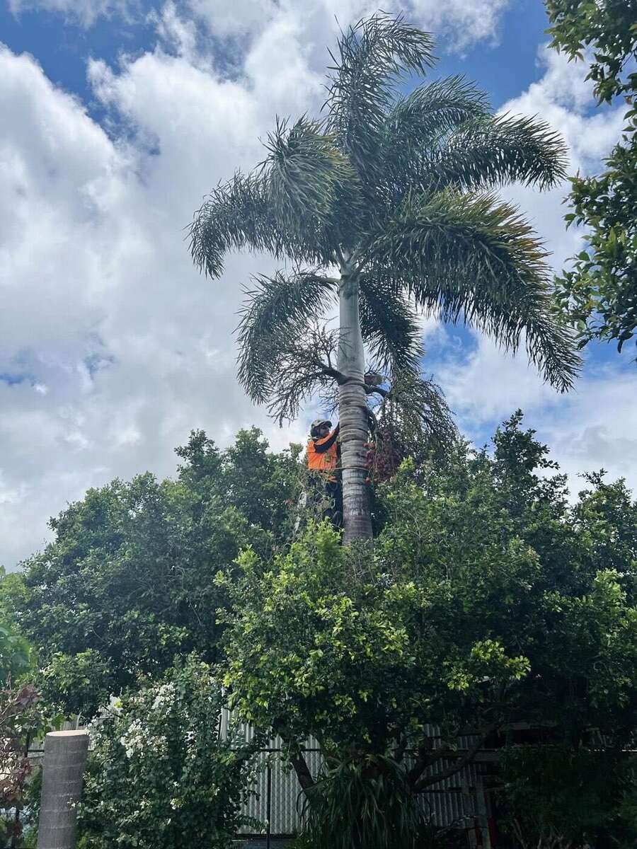 Arborist removing a tall foxtail palm