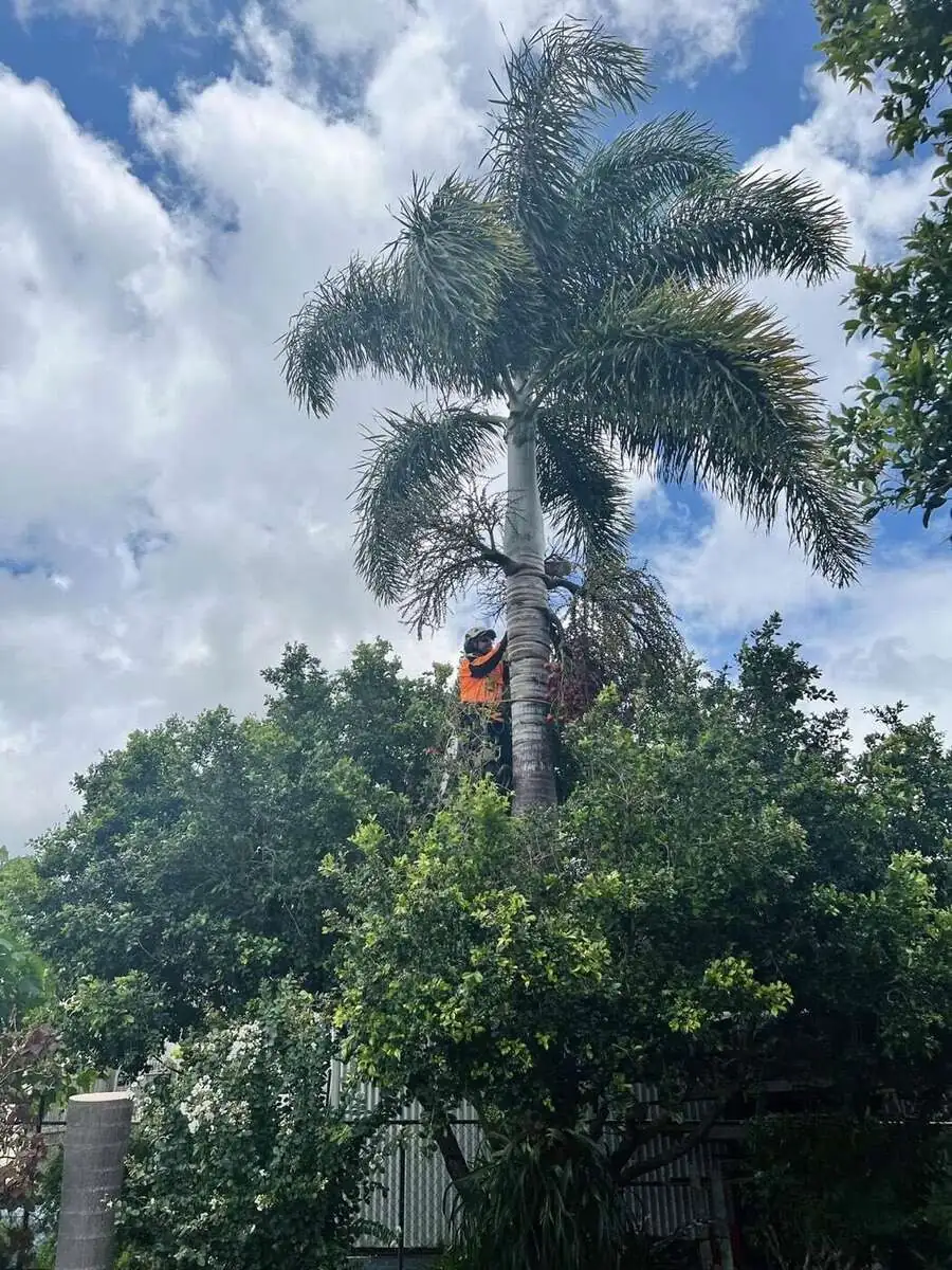 Arborist removing a tall foxtail palm